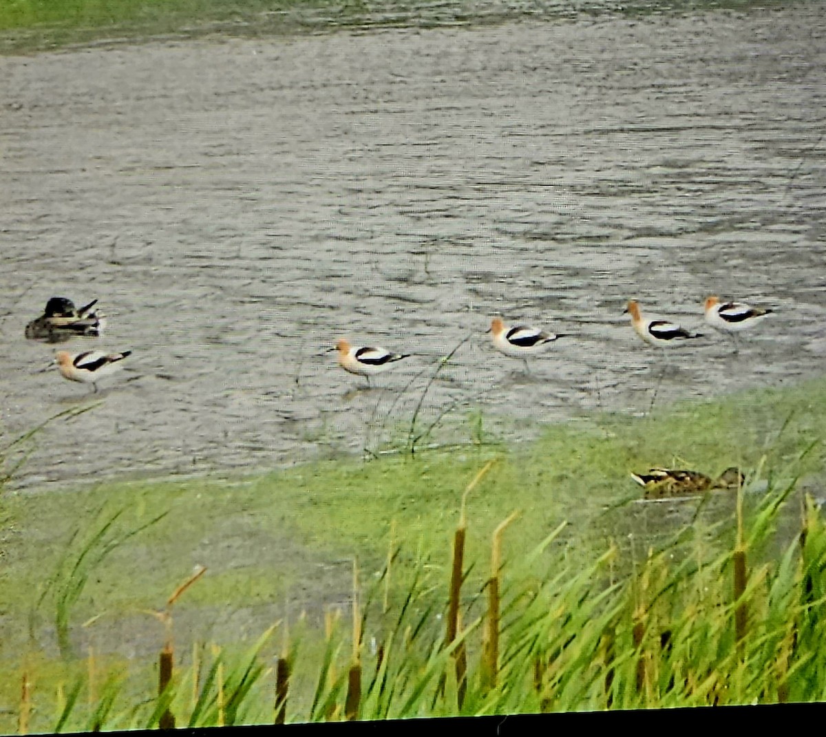 Avoceta Americana - ML588546781