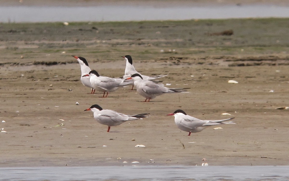 Arctic Tern - ML588547151