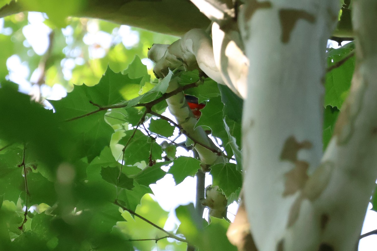 Scarlet Tanager - Eric Cameron