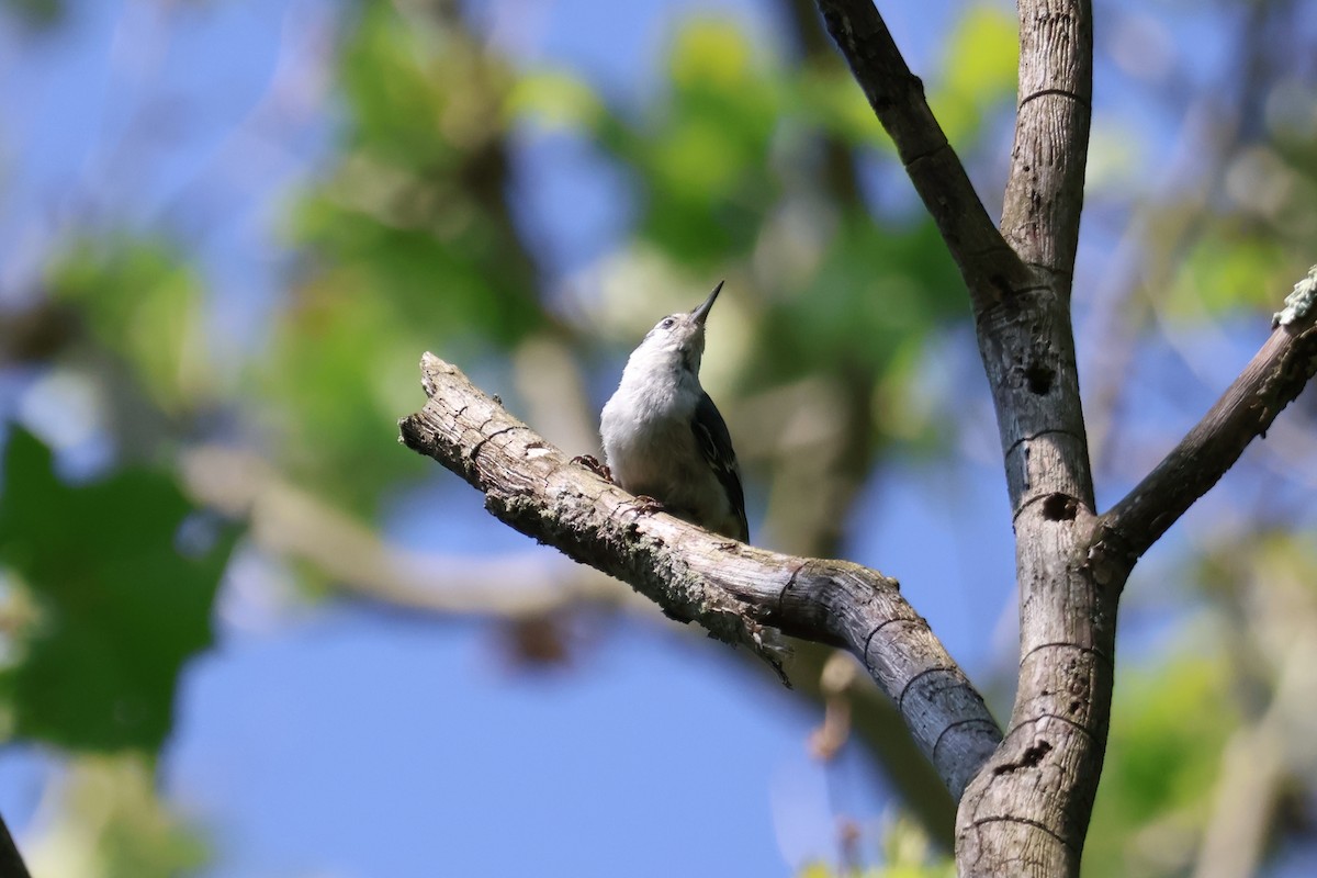 White-breasted Nuthatch - ML588547621