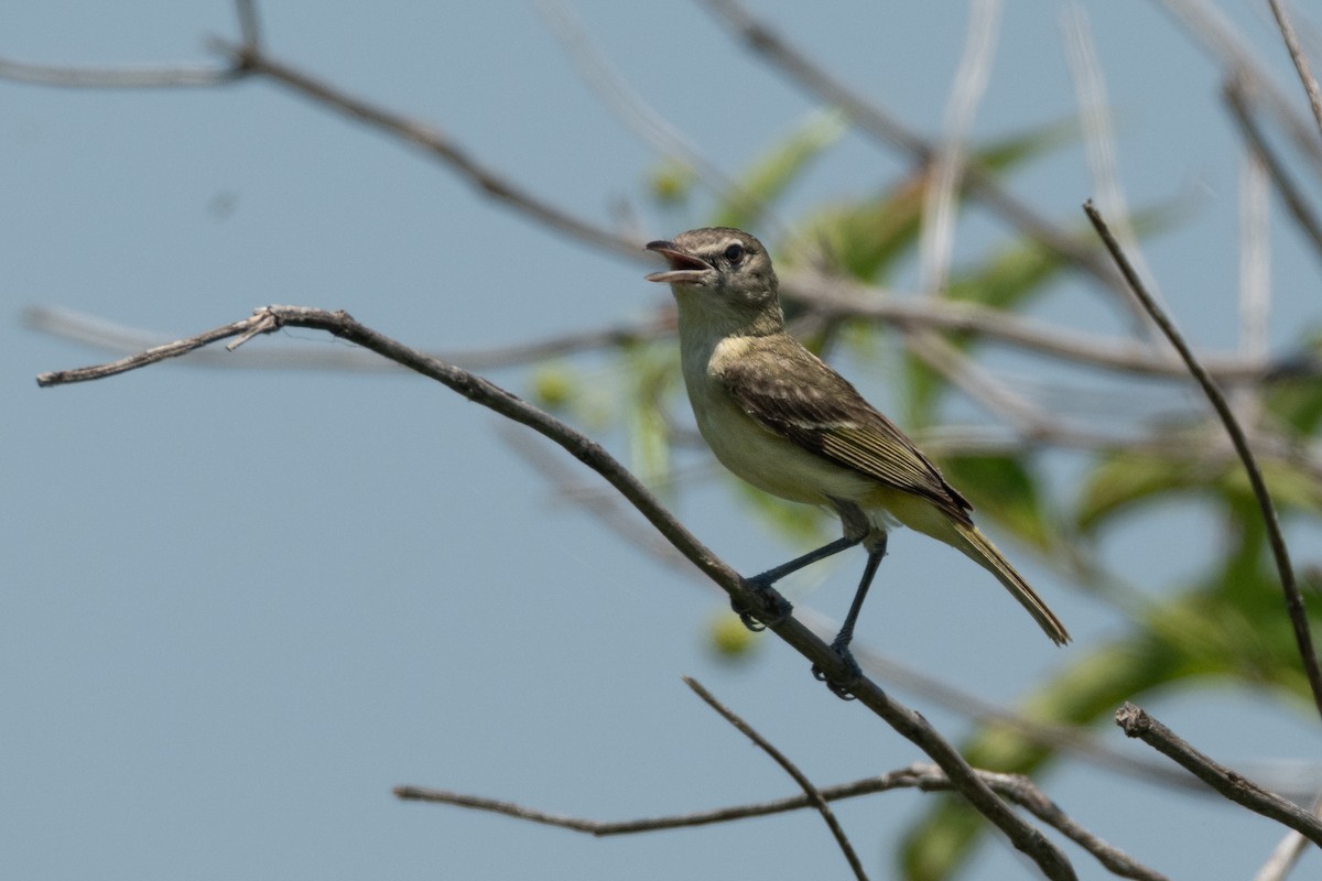 Bell's Vireo - Michael Rosen