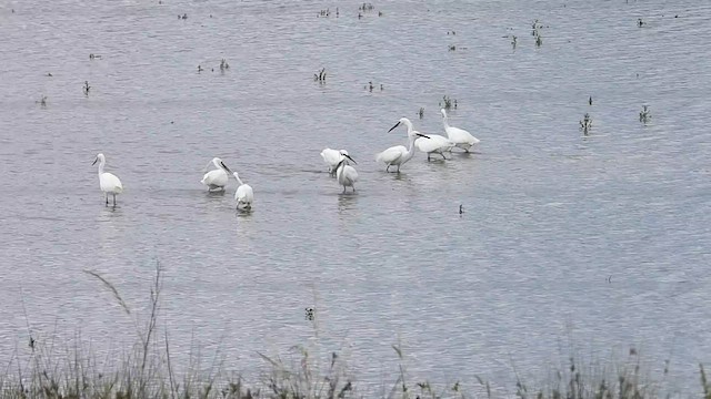 Little Egret - ML588548211