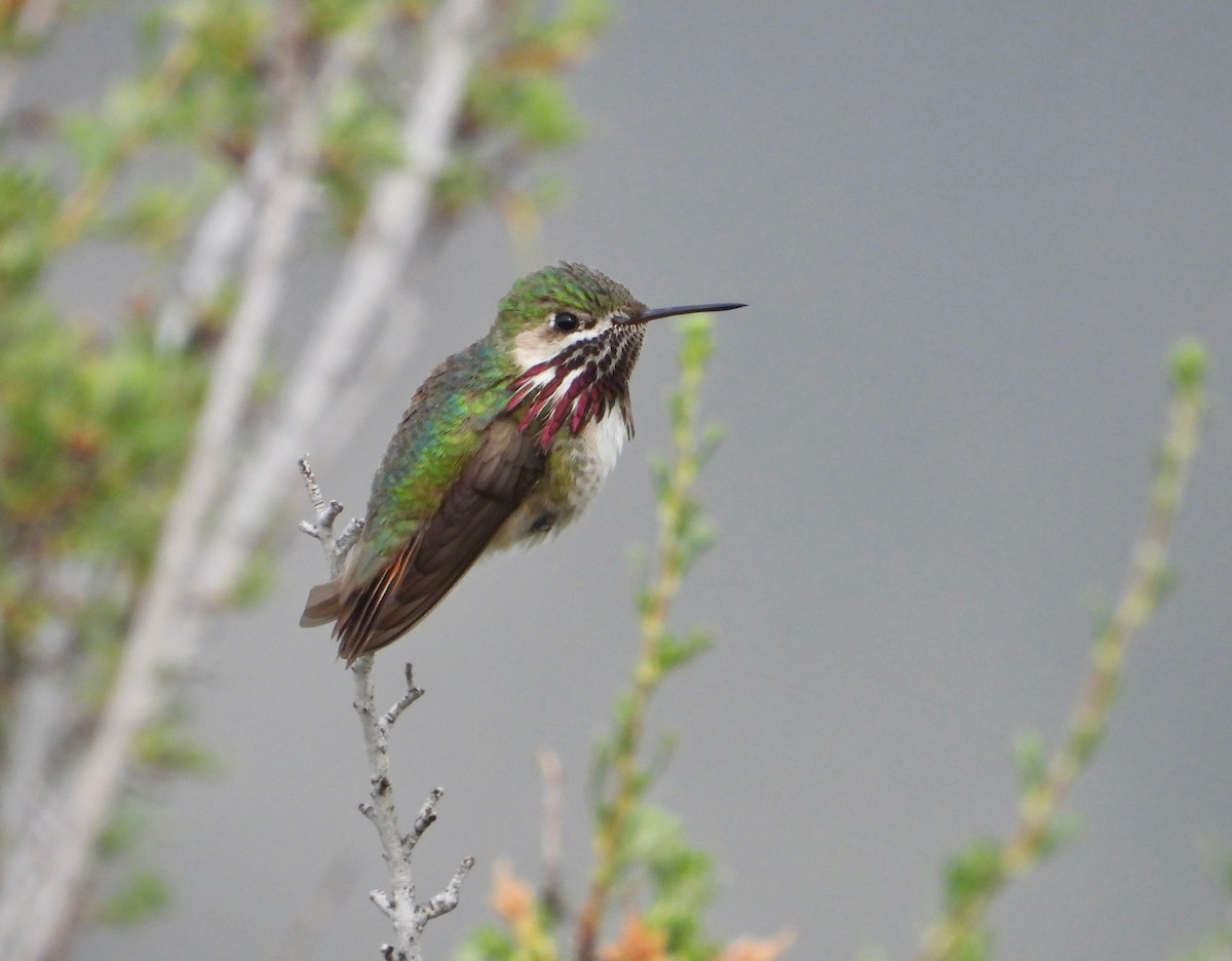 Calliope Hummingbird - Kalin Ocaña