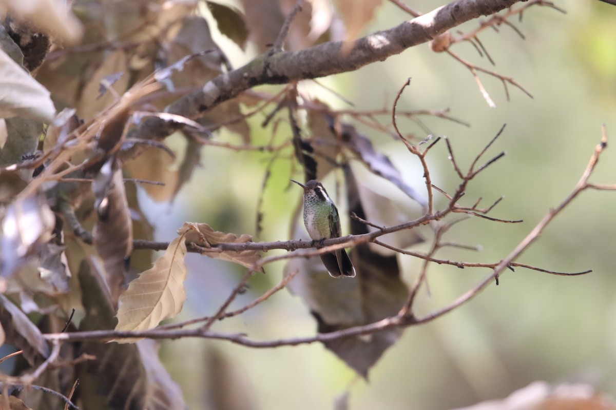 White-eared Hummingbird - L. Ernesto Perez Montes (The Mexican Violetear 🦉)
