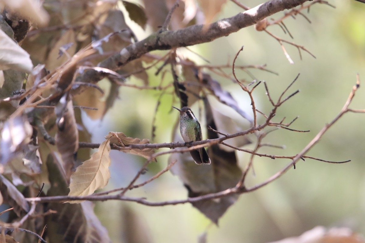 White-eared Hummingbird - ML588548761