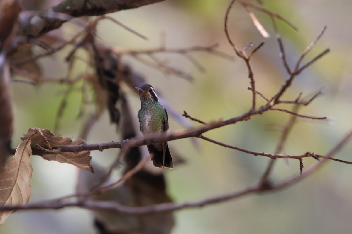 White-eared Hummingbird - ML588548841