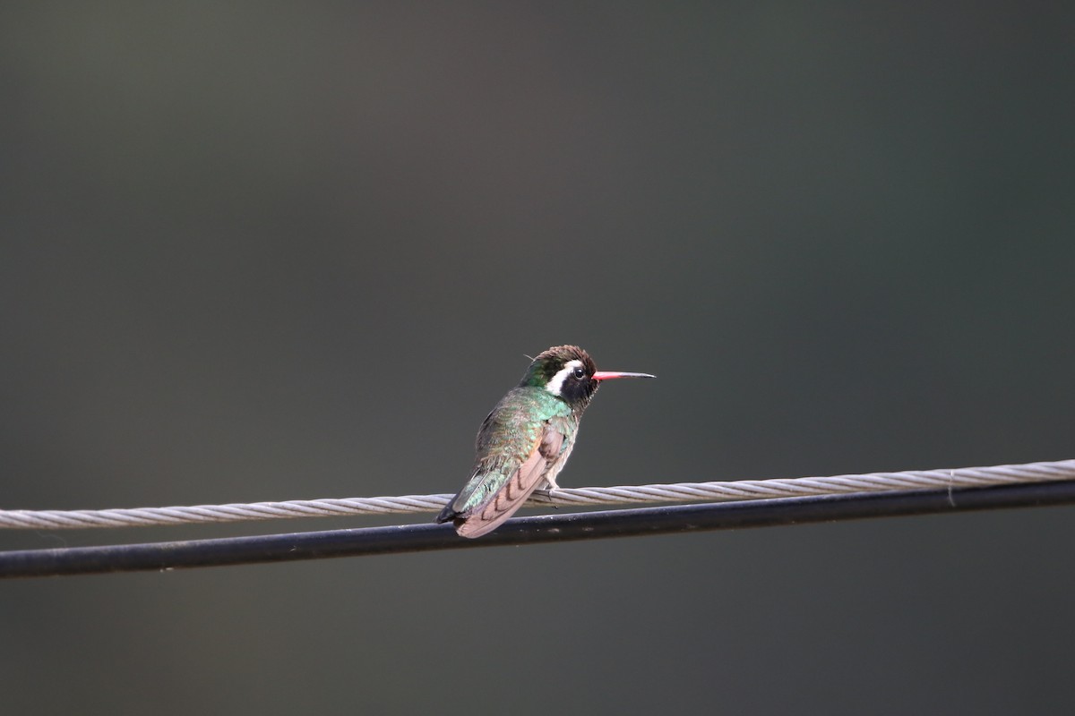 White-eared Hummingbird - ML588549231