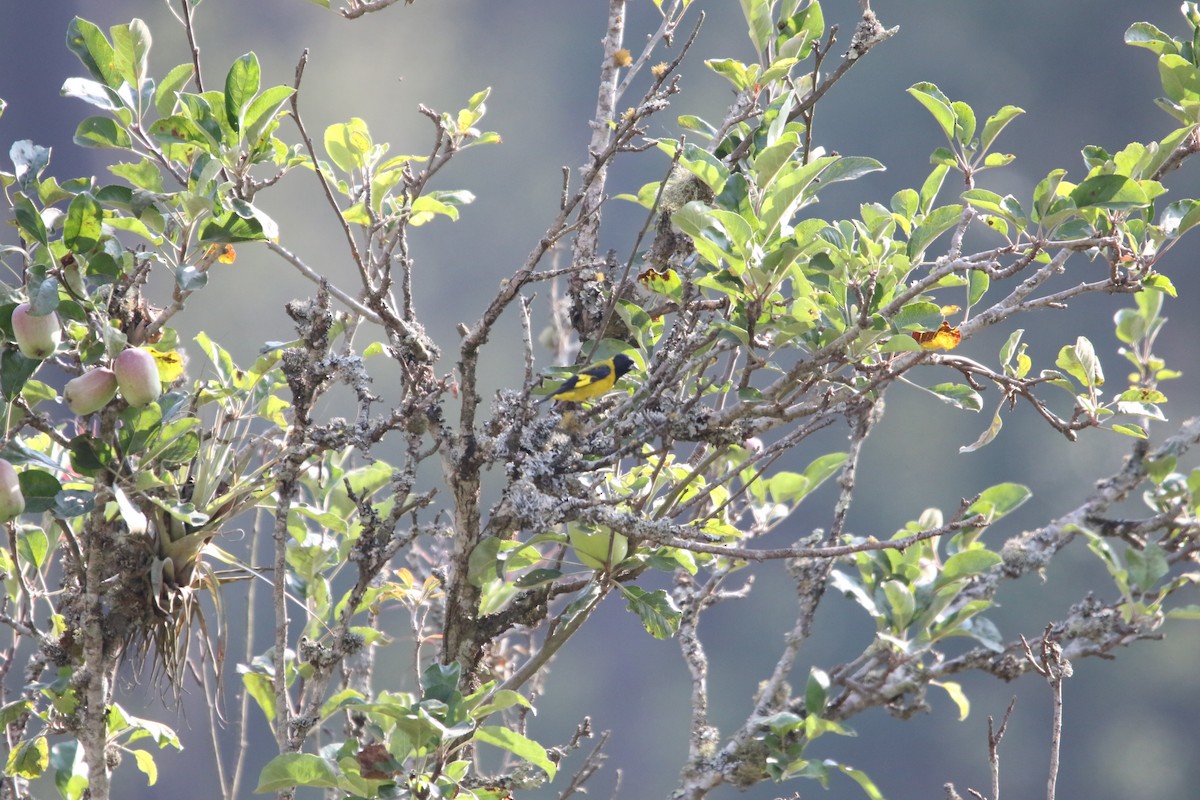 Black-headed Siskin - ML588549331