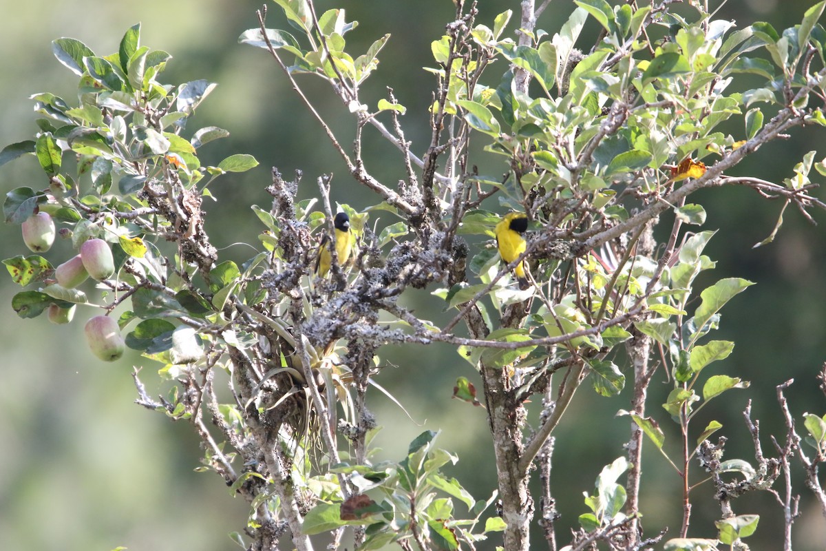 Black-headed Siskin - ML588549421