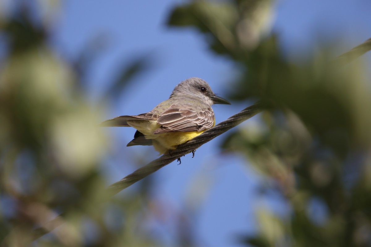 Tropical Kingbird - ML588549571