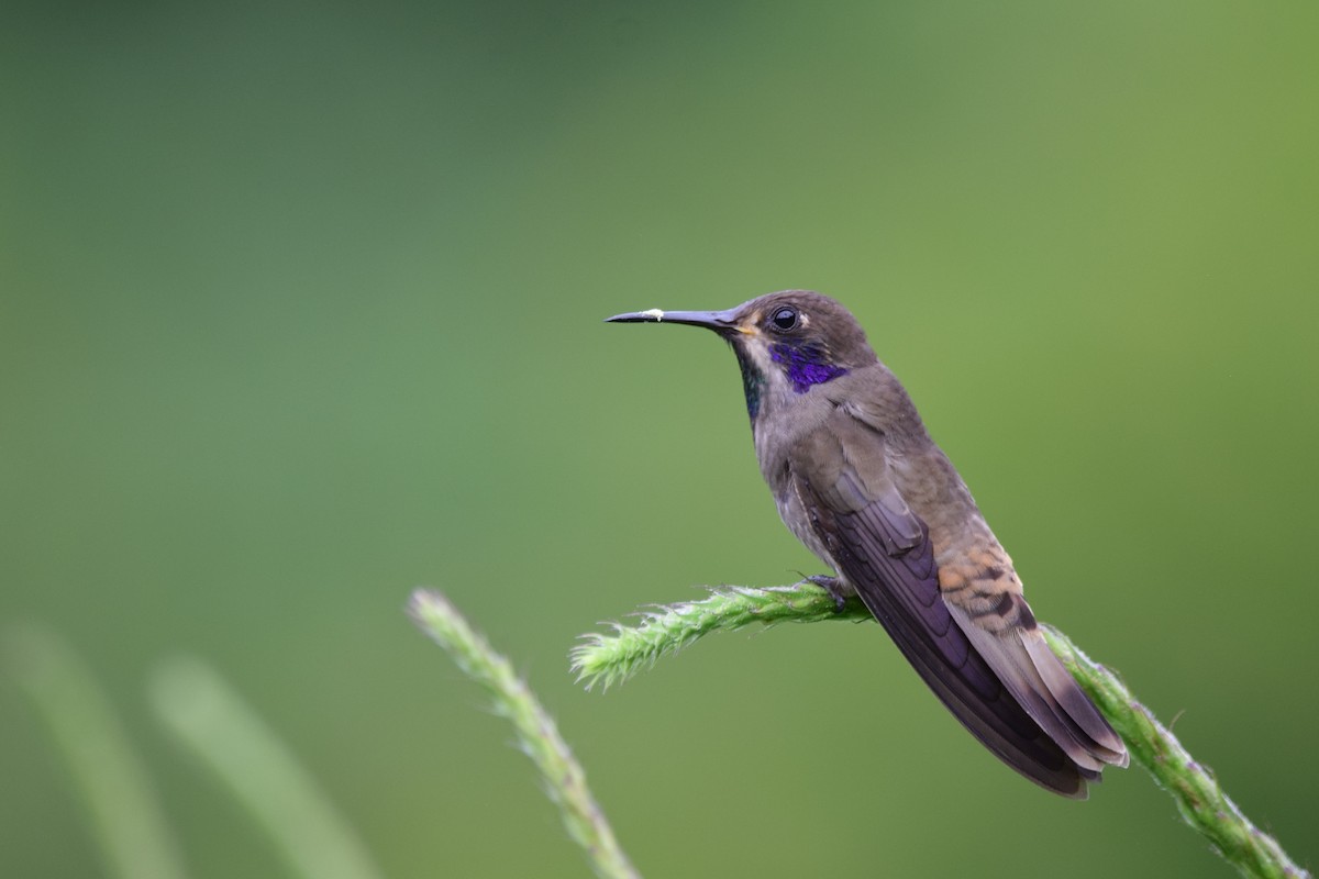 Brown Violetear - Silas Powell