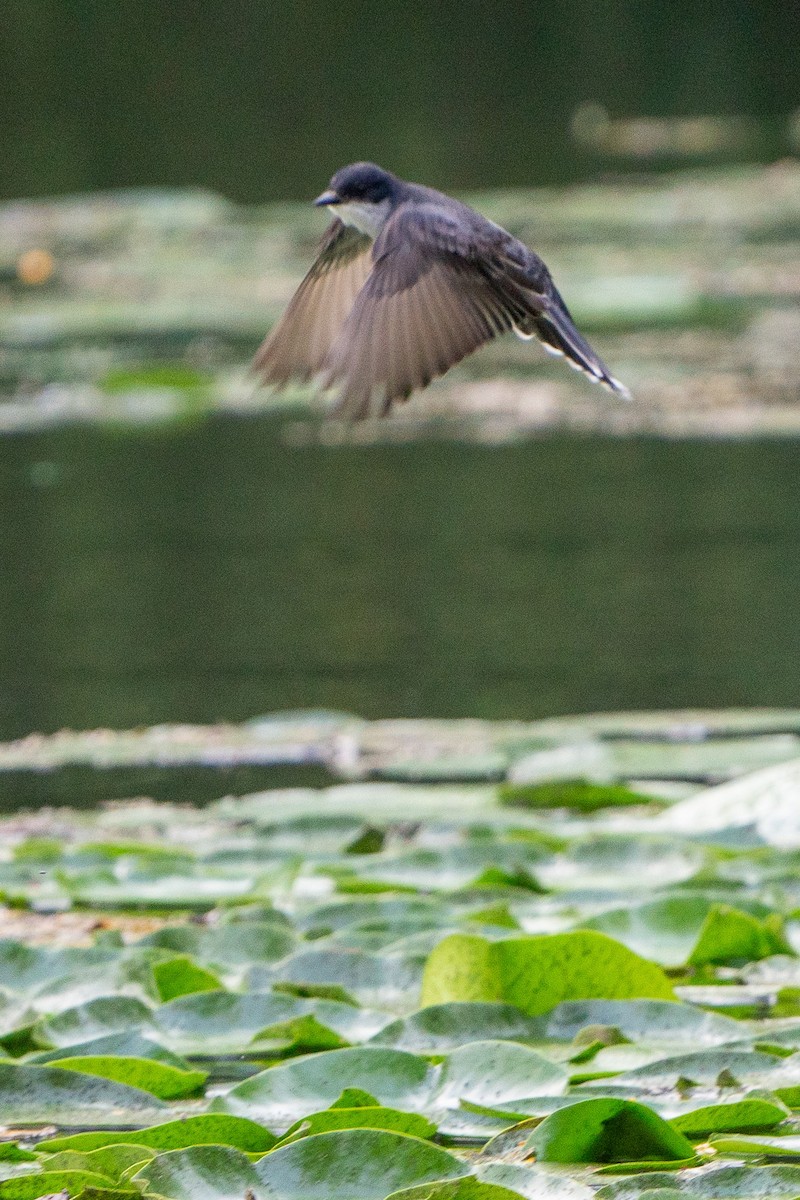 Eastern Kingbird - ML588551131