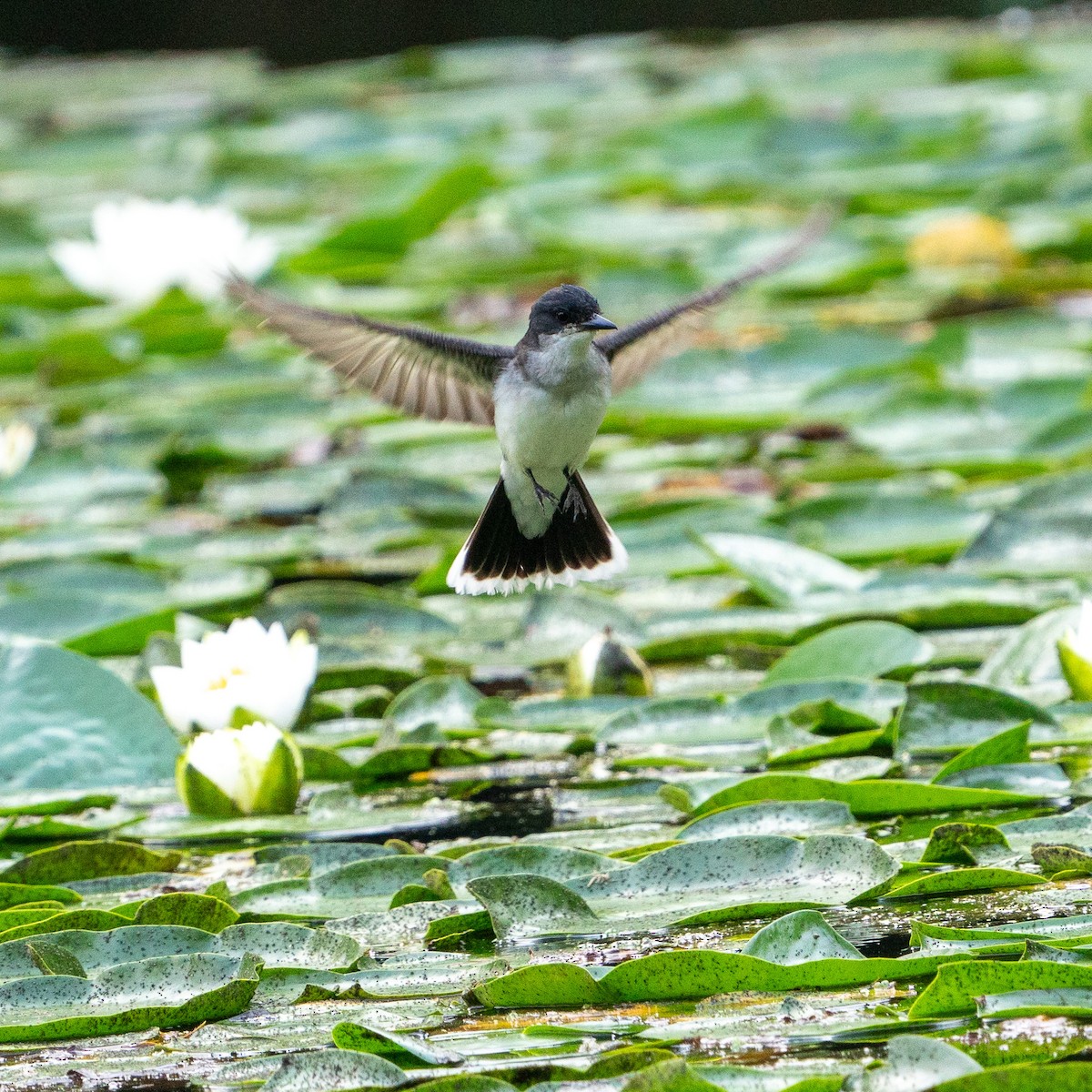 Eastern Kingbird - ML588551141