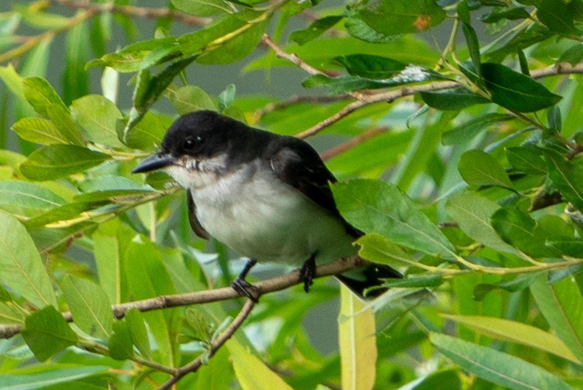 Eastern Kingbird - ML588551171