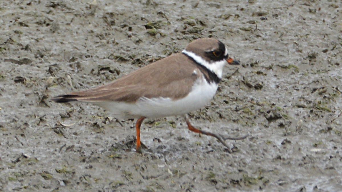 Semipalmated Plover - Carl Winstead
