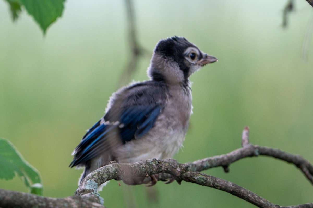 Blue Jay - ML588551401