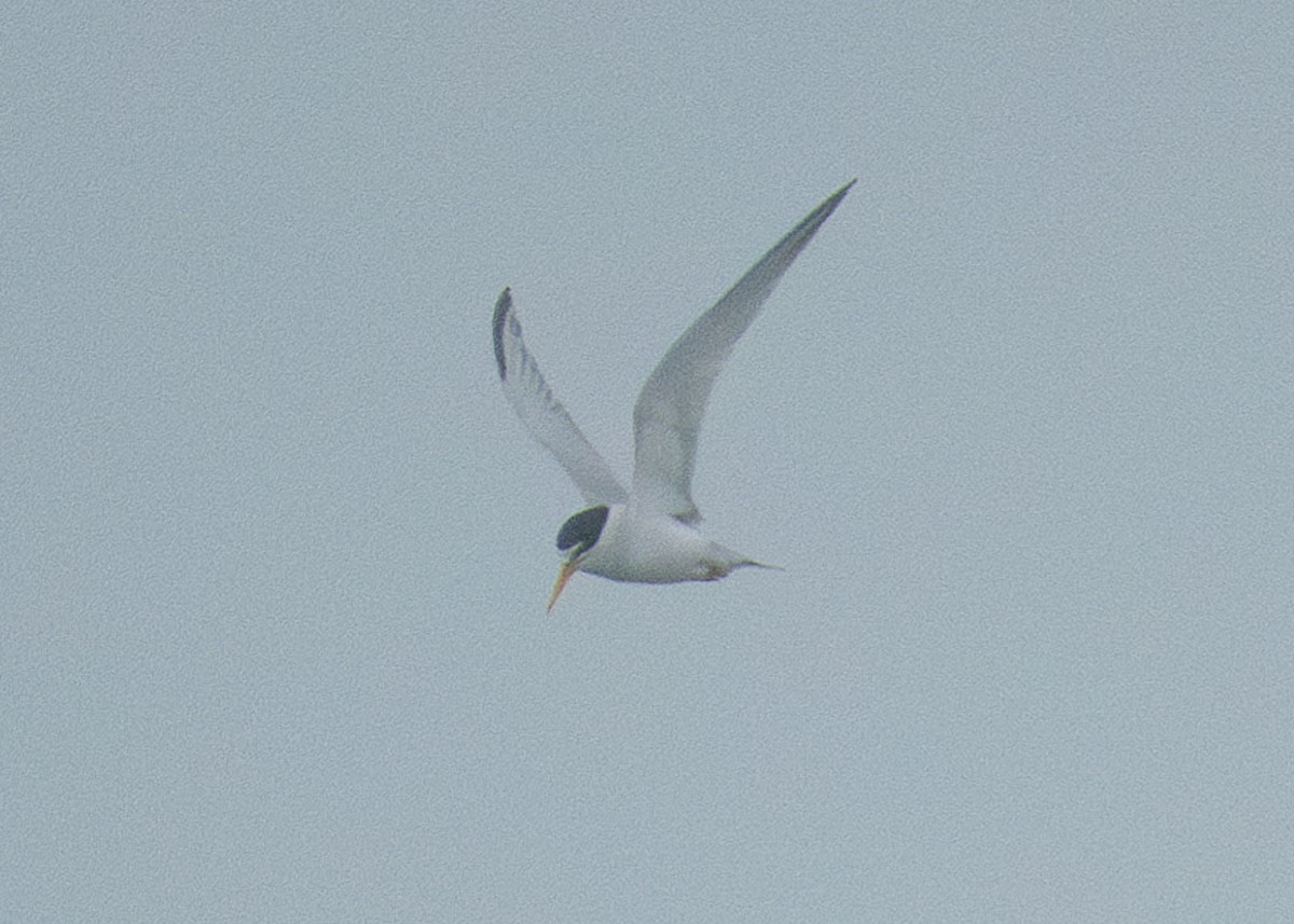 Least Tern - ML588551771