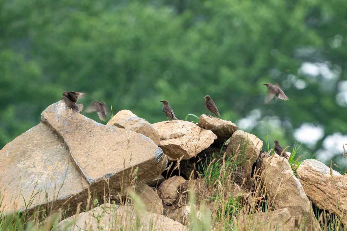 European Starling - ML588551851