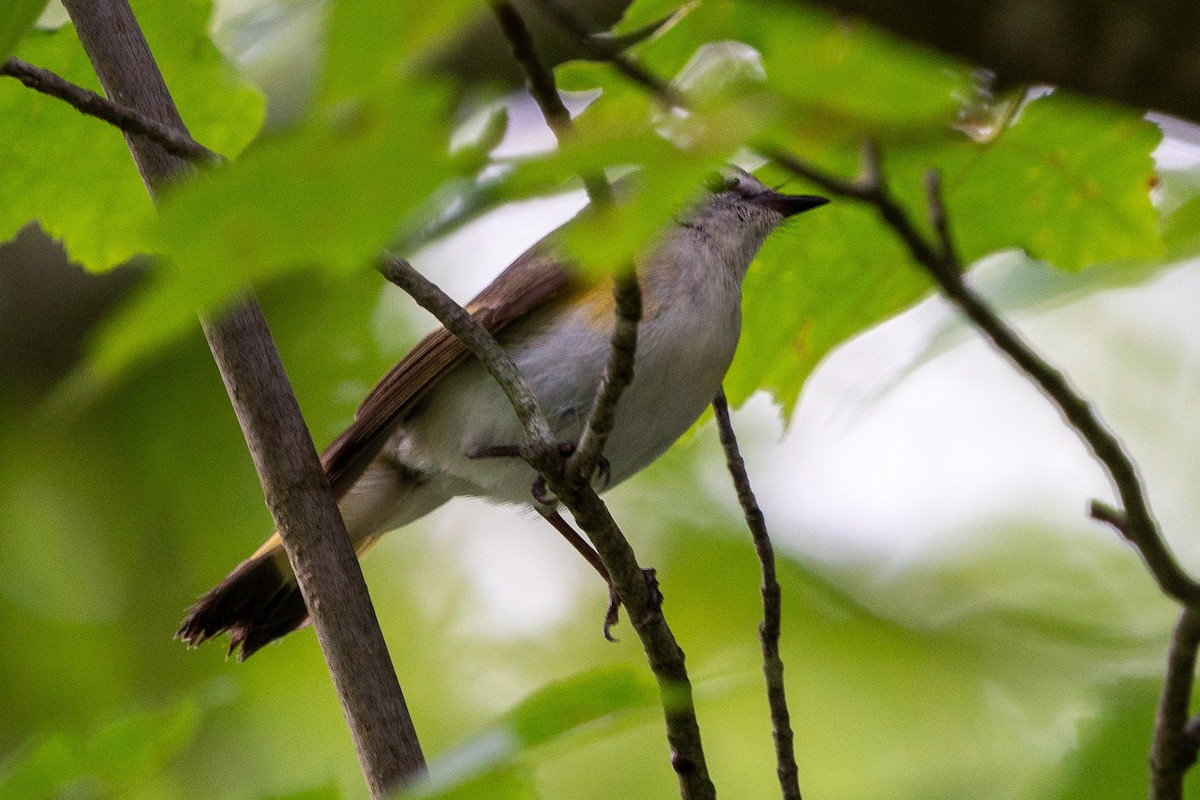 American Redstart - Keith Lea