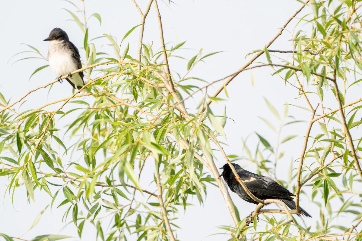 Red-winged Blackbird - ML588552851