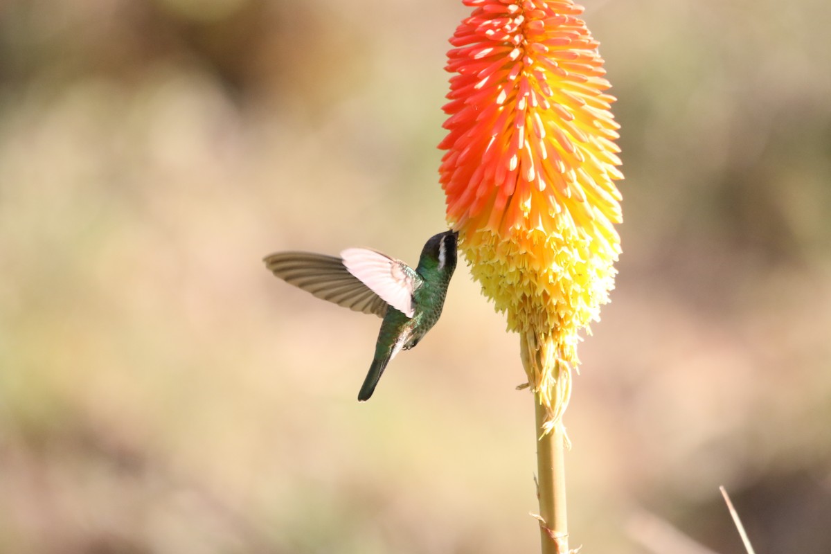 White-eared Hummingbird - ML588553011