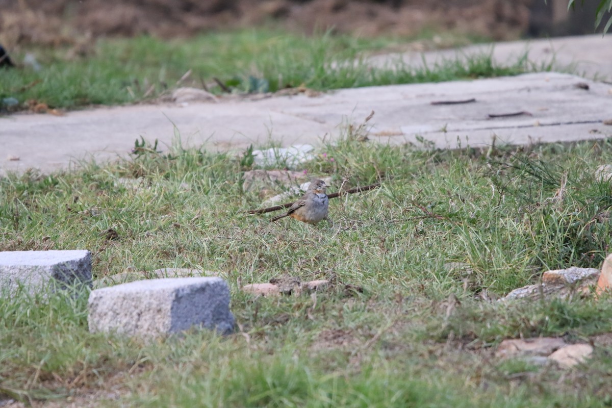 White-throated Towhee - ML588553251