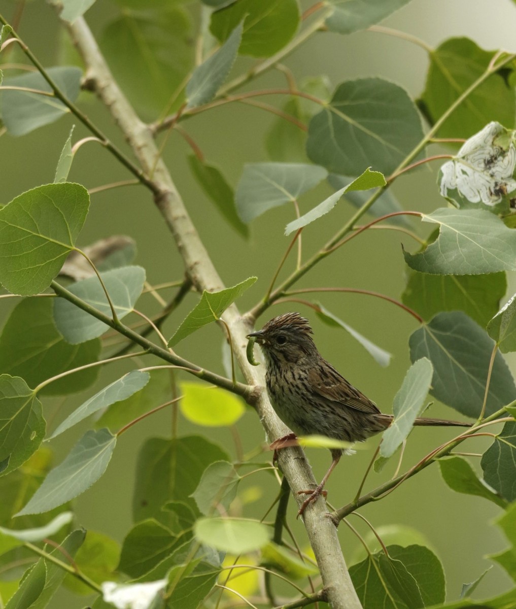 Lincoln's Sparrow - ML588553311