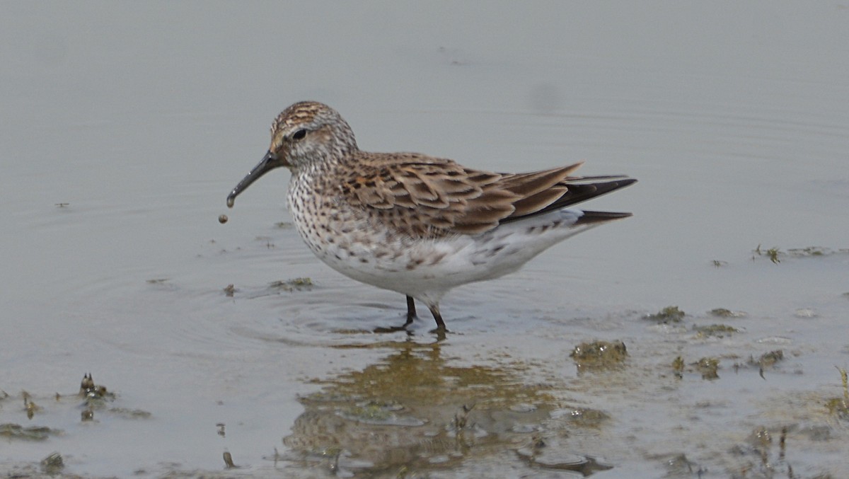 Weißbürzel-Strandläufer - ML58855341