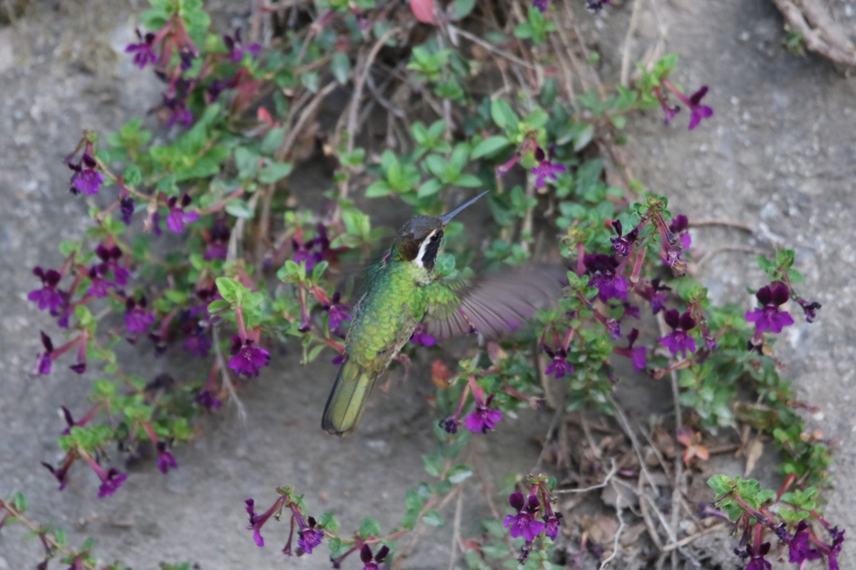 White-eared Hummingbird - ML588553411