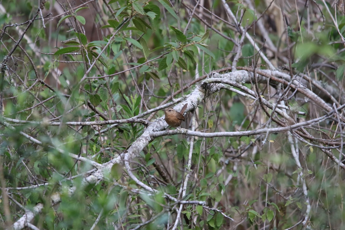 House Wren - L. Ernesto Perez Montes (The Mexican Violetear 🦉)