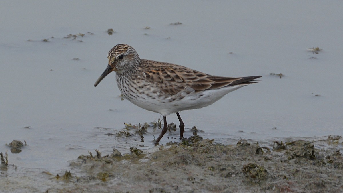 Weißbürzel-Strandläufer - ML58855351