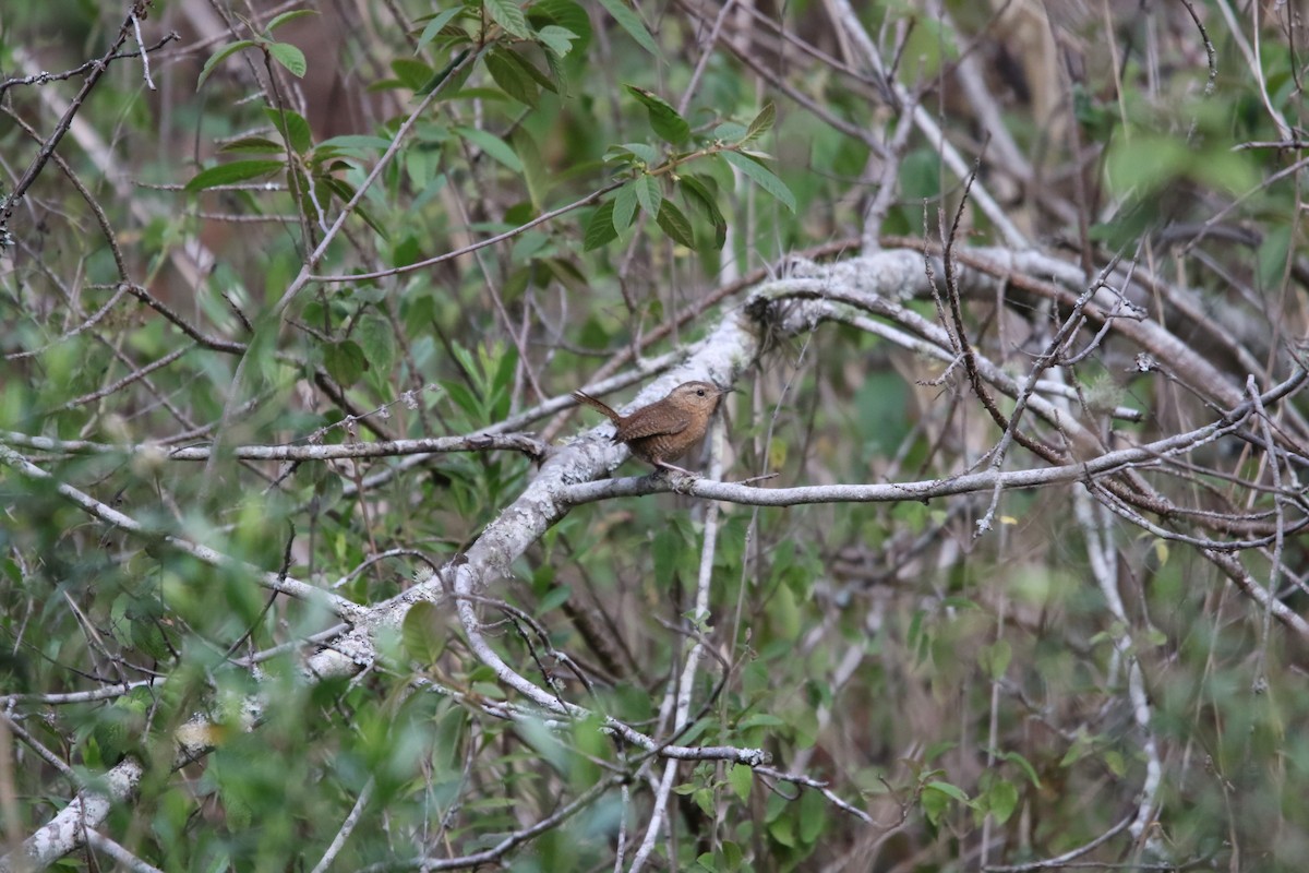 Northern House Wren - ML588553511