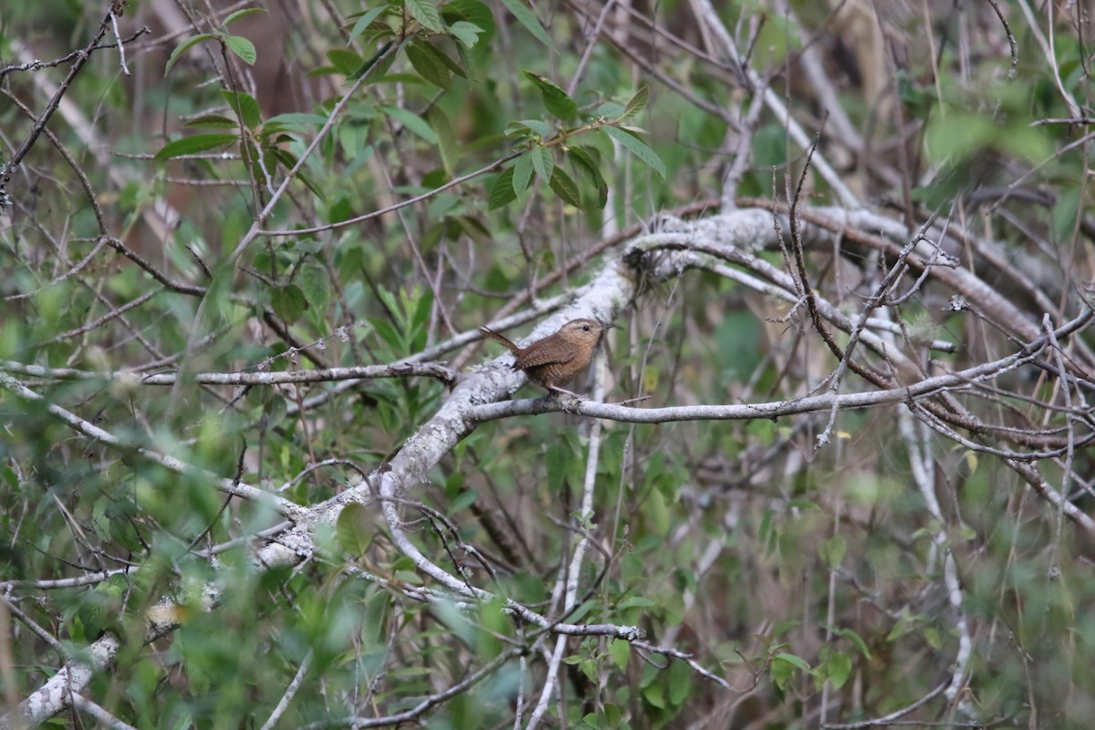 House Wren - L. Ernesto Perez Montes (The Mexican Violetear 🦉)