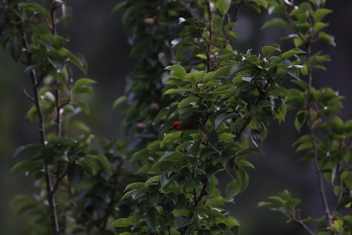 Red-headed Tanager - ML588554001