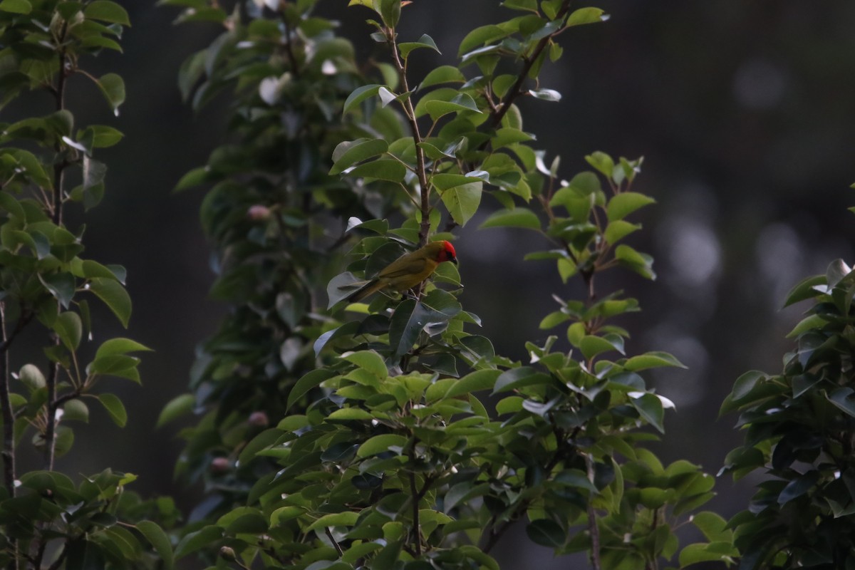 Red-headed Tanager - ML588554071