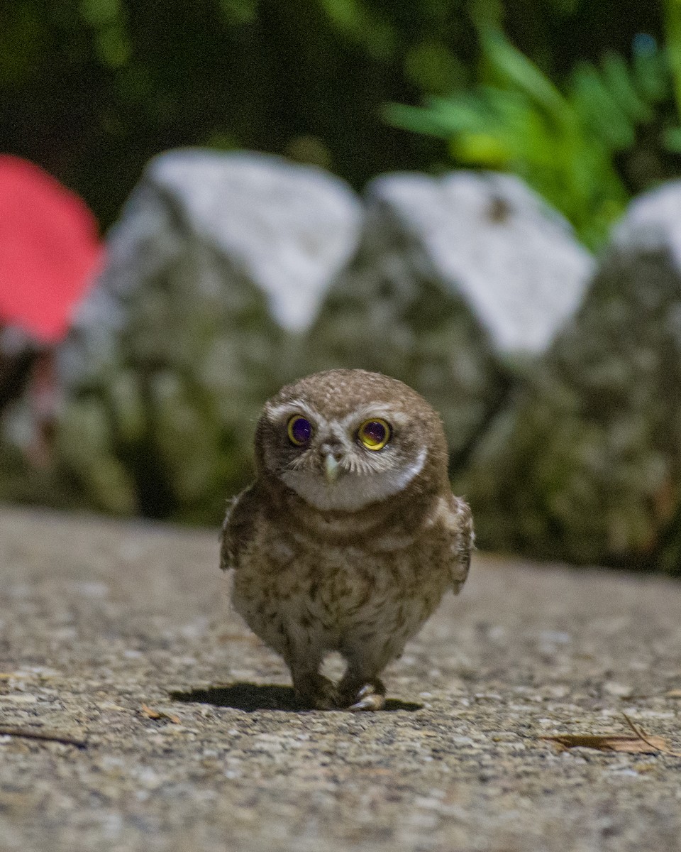 Spotted Owlet - 𝑆𝑜𝑛𝑎𝑚 𝑌𝑎𝑛𝑔𝑗𝑜𝑟
