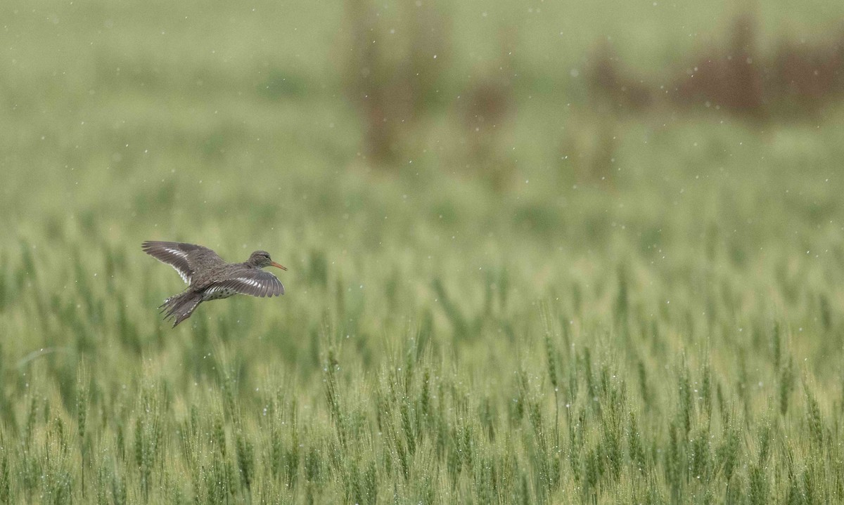 Spotted Sandpiper - ML588554511