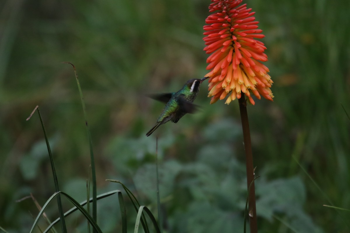 Colibrí Orejiblanco - ML588554641