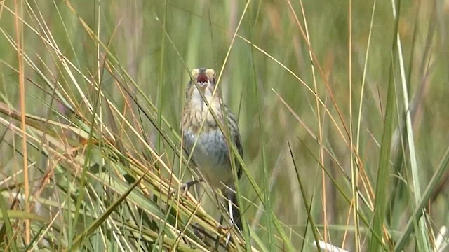 Nelson's Sparrow - ML588555331