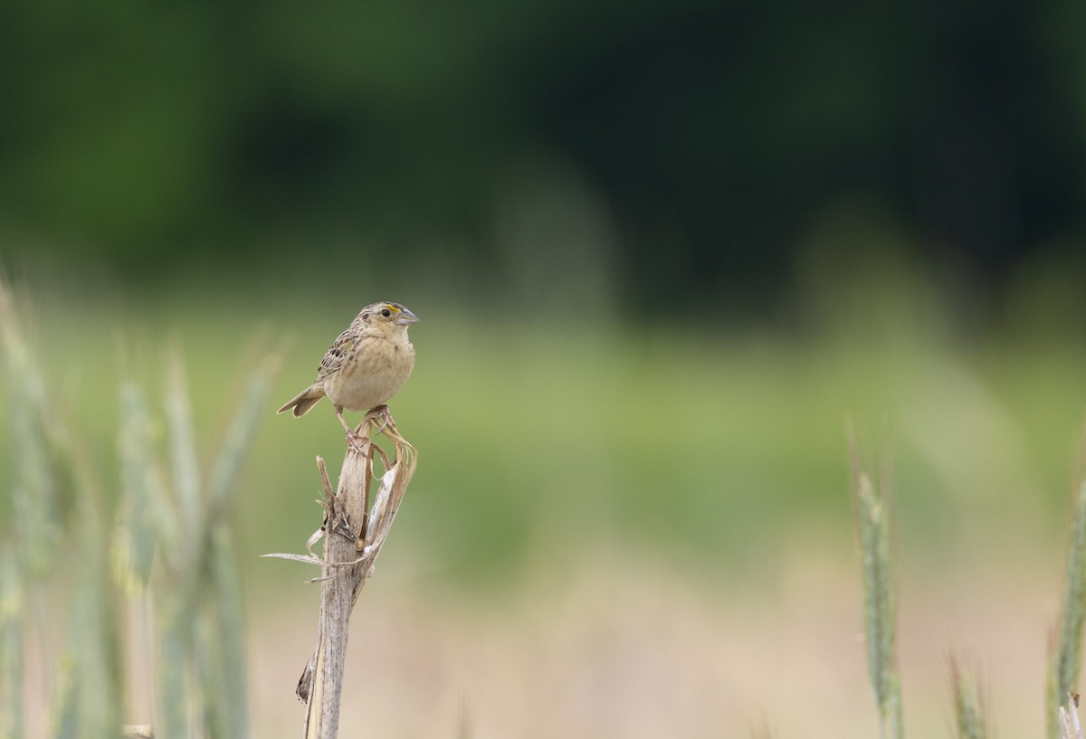 Grasshopper Sparrow - ML588555591