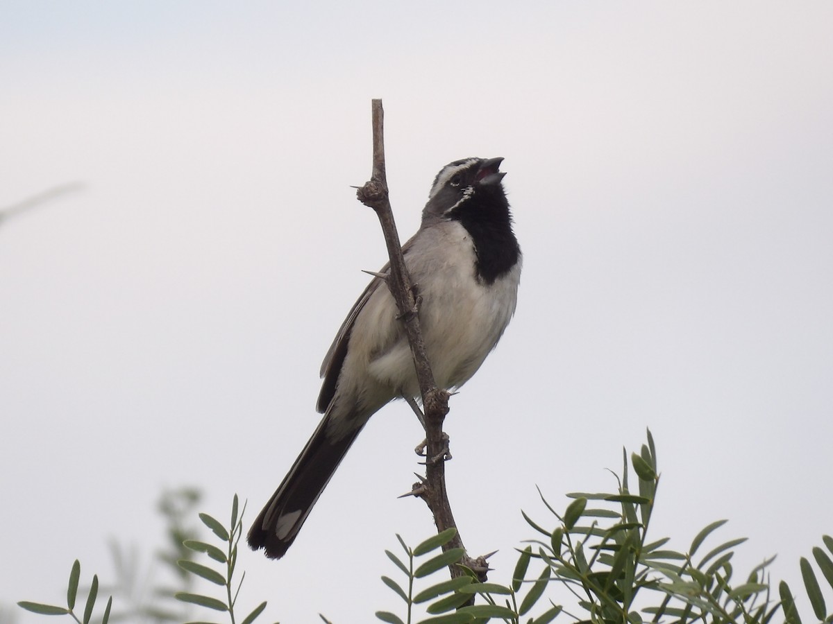 Black-throated Sparrow - ML588555691