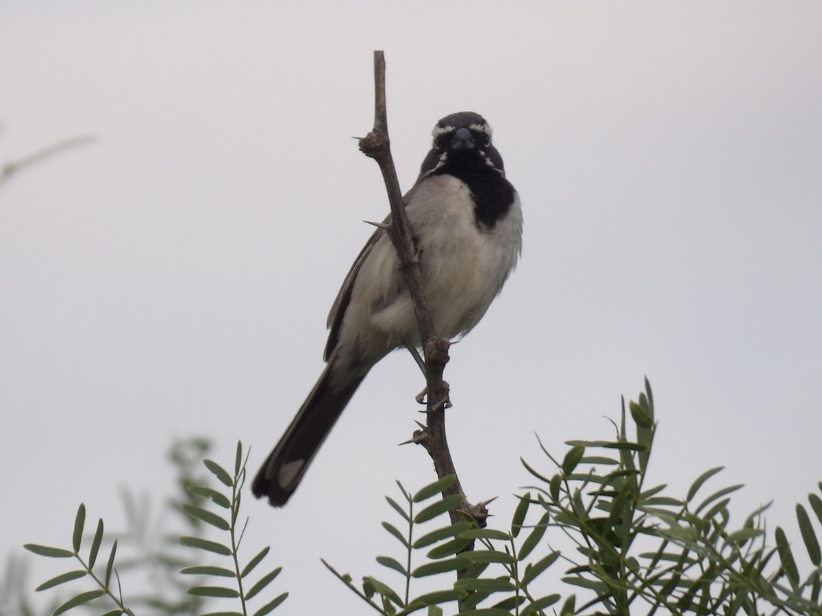 Bruant à gorge noire - ML588555821