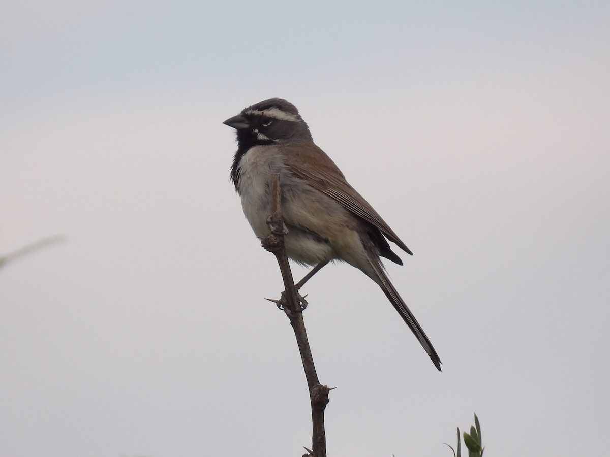 Black-throated Sparrow - ML588555901