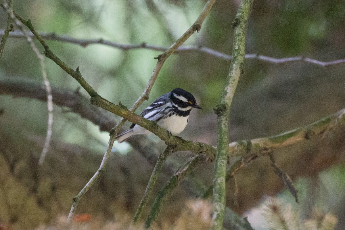 Black-throated Gray Warbler - ML588556721