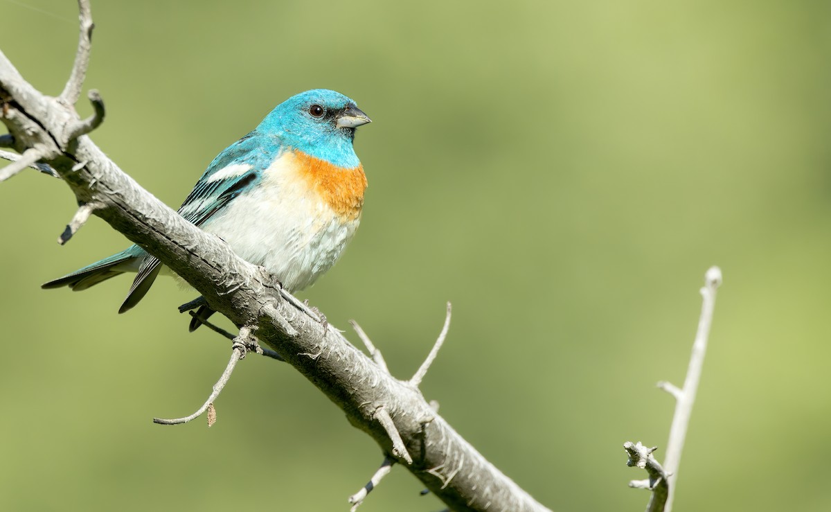 Lazuli Bunting - ML588556761