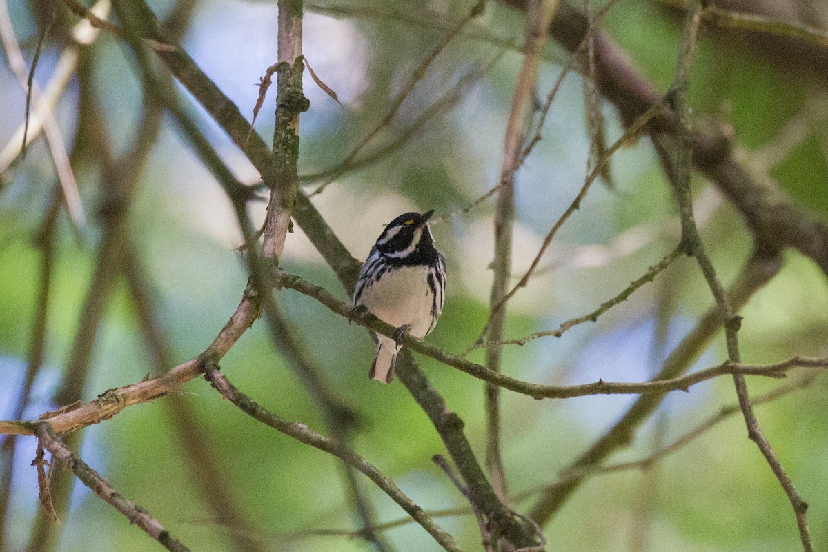 Black-throated Gray Warbler - ML588556801