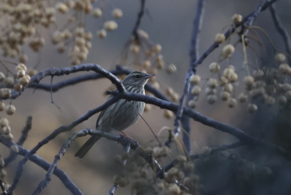 Striped Pipit - Luke Goddard