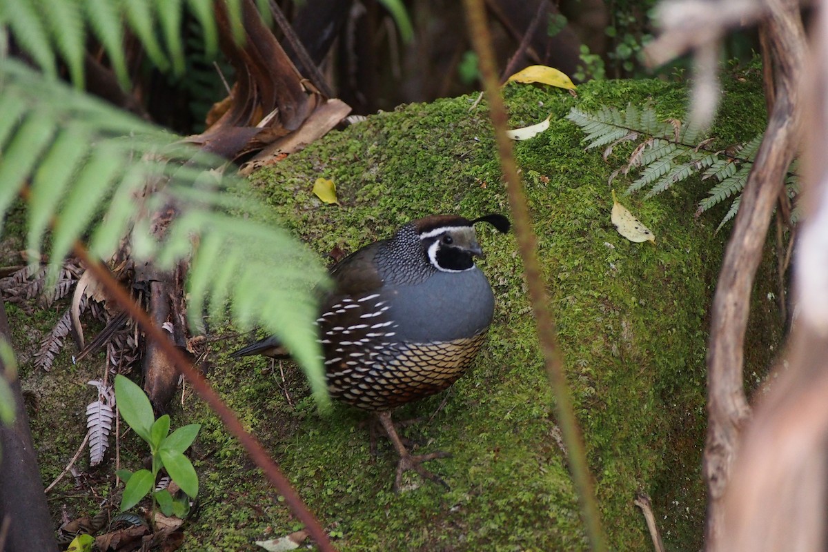 California Quail - ML588558111