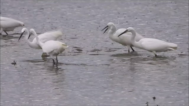 Little Egret - ML588558141