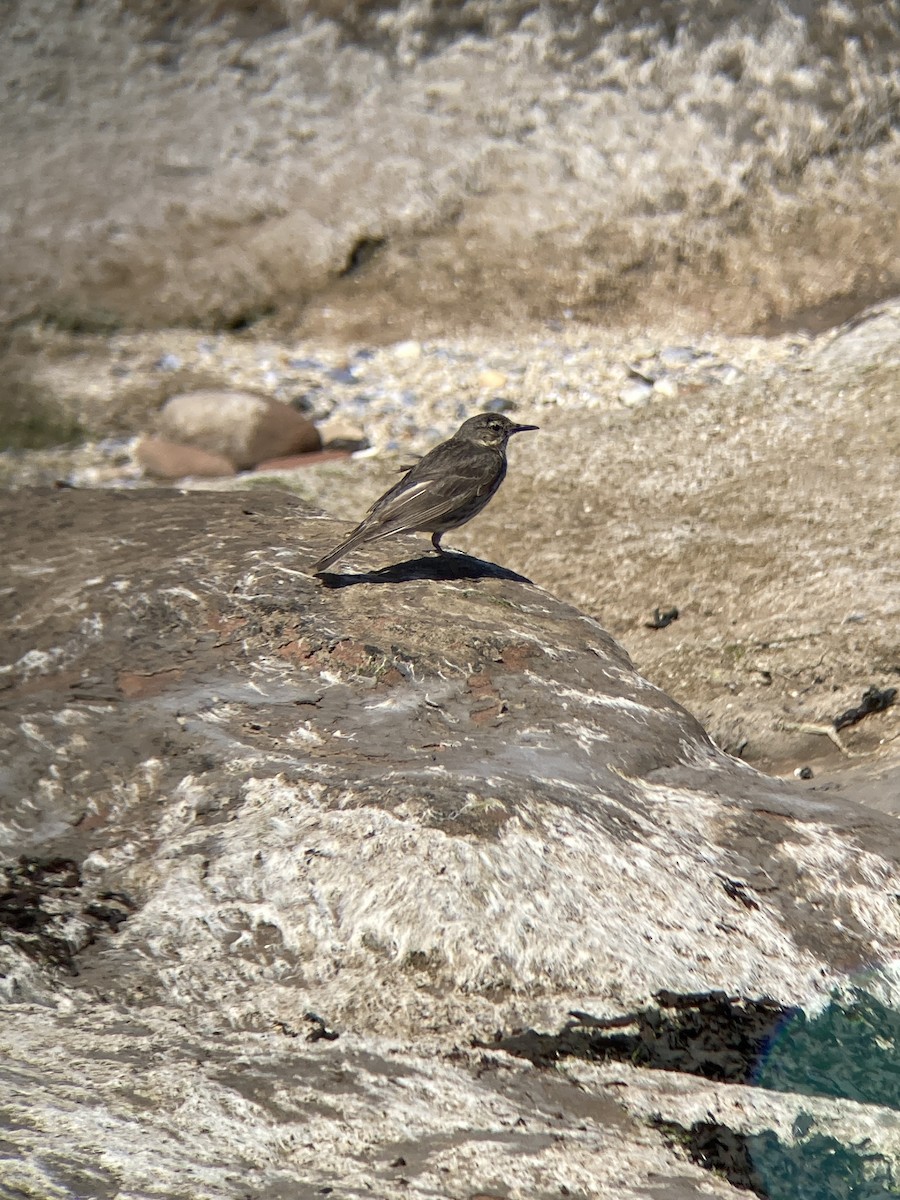 Rock Pipit - ben lane